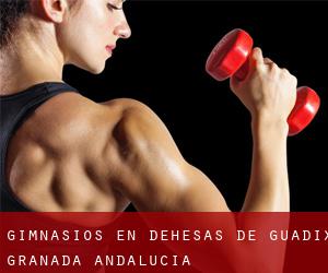 gimnasios en Dehesas de Guadix (Granada, Andalucía) gimnasios en Dehesas de Guadix (Granada, Andalucía)